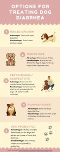 dog diarrhea treatment infographic