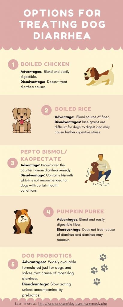 dog diarrhea treatment infographic